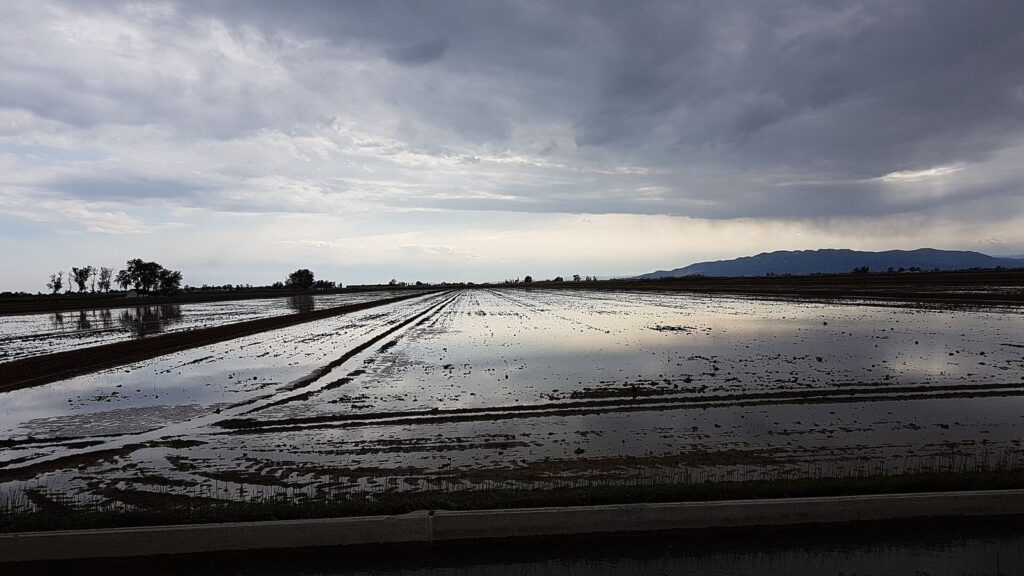 Apat delta ebre