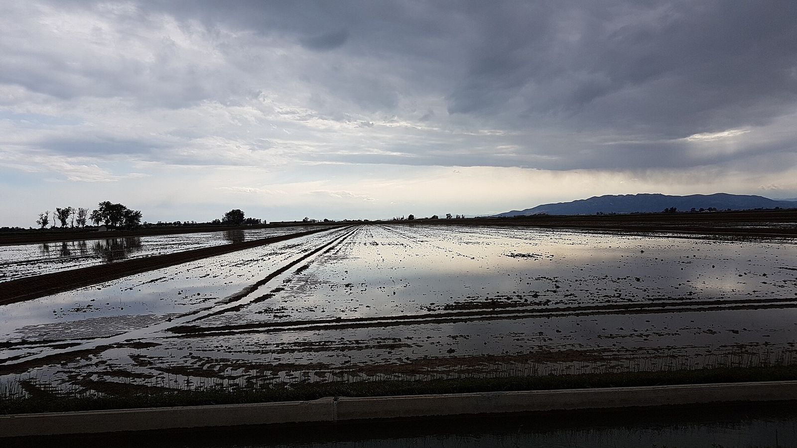 Arrozales inundados del Delta de l’Ebre al atardecer
