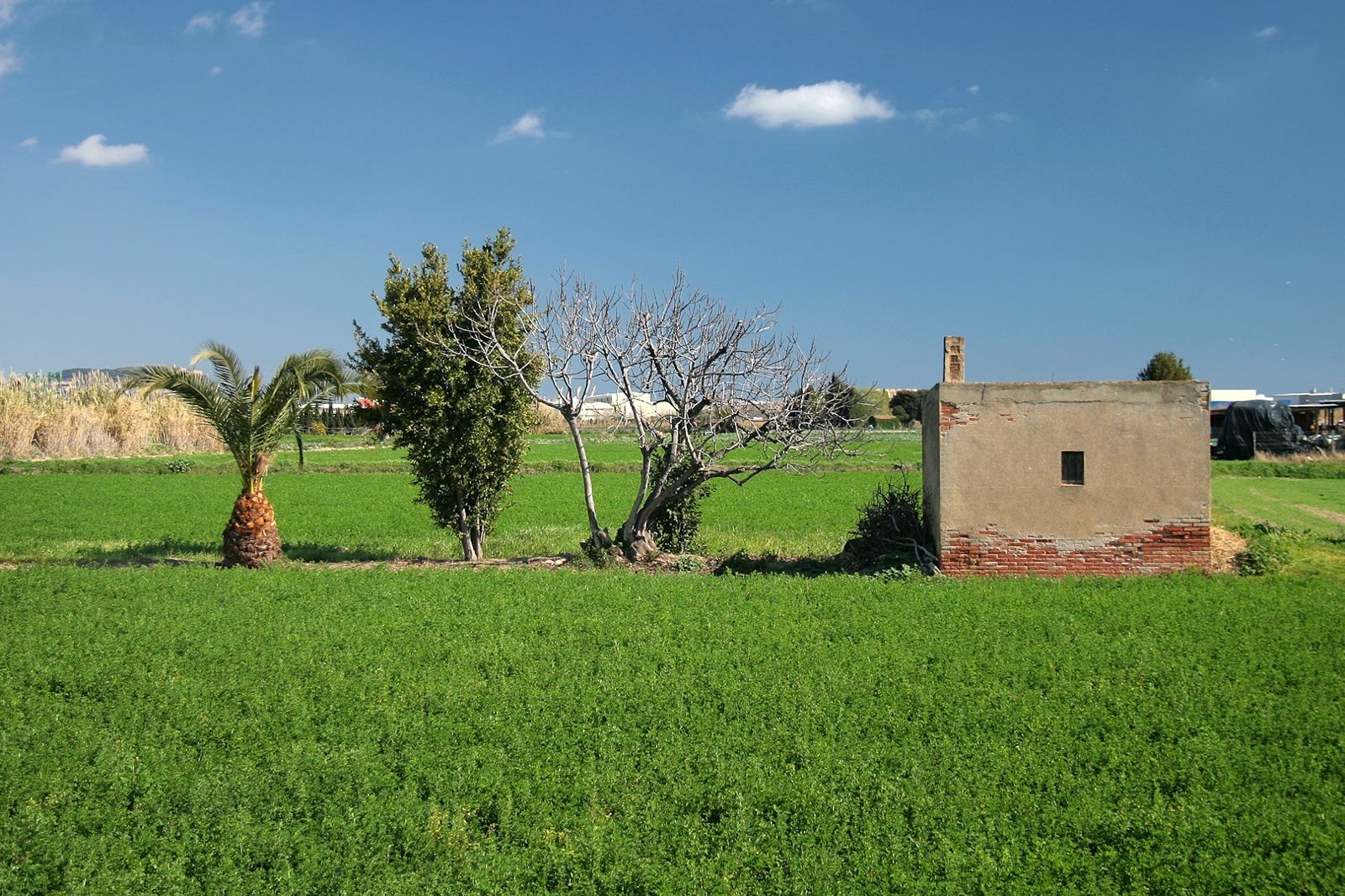 Campos de cultivo y una caseta de payés en el Parc Agrari del Baix Llobregat
